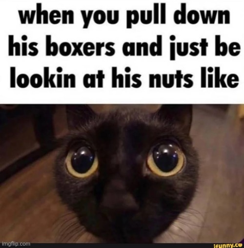 staring at their nuts like | image tagged in staring at their nuts like | made w/ Imgflip meme maker