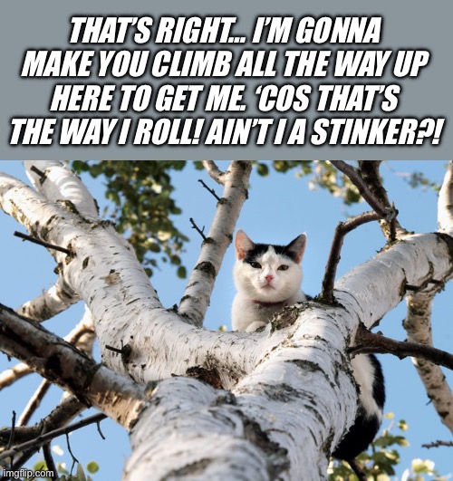 He is a stinker… his litter box confirms that fact… | THAT’S RIGHT… I’M GONNA MAKE YOU CLIMB ALL THE WAY UP HERE TO GET ME. ‘COS THAT’S THE WAY I ROLL! AIN’T I A STINKER?! | image tagged in cats,up in a tree,come and get me,aint i a stinker | made w/ Imgflip meme maker