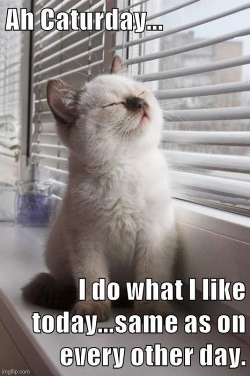 Indeed… | image tagged in cats,caturday,the same as any other day | made w/ Imgflip meme maker