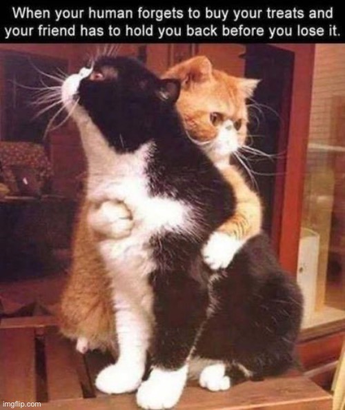 It’s about to get real up in here… | image tagged in cats,forgot the treats,consoling,friend | made w/ Imgflip meme maker