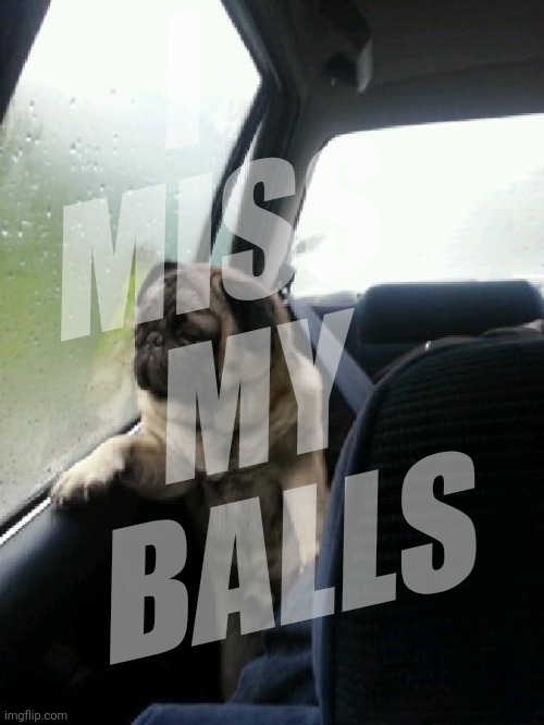 Introspective Pug | I
MISS
MY
BALLS | image tagged in introspective pug | made w/ Imgflip meme maker