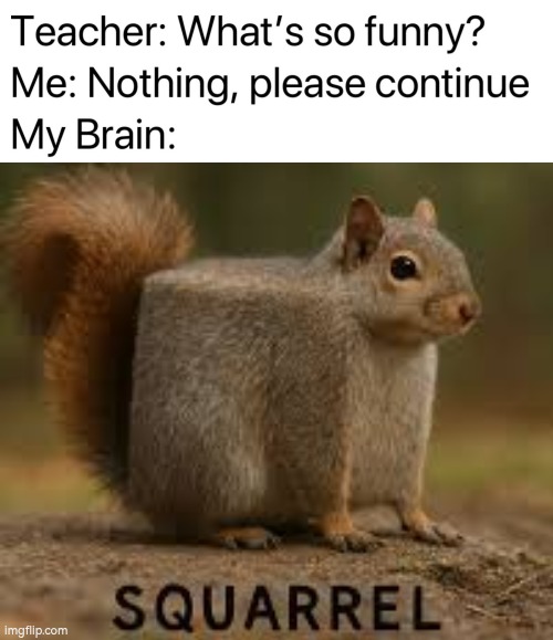 That's a... funny Squirrel. | image tagged in teacher what's so funny,square,squirrel | made w/ Imgflip meme maker