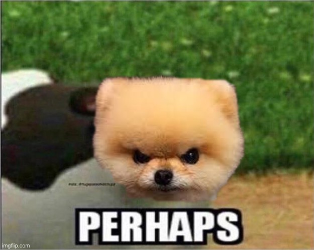 Perhaps Cow | image tagged in perhaps cow | made w/ Imgflip meme maker