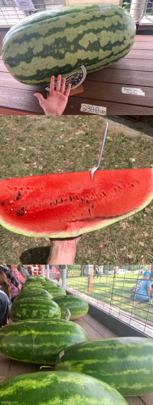 Watermelon festival is peak Oklahoma | made w/ Imgflip meme maker