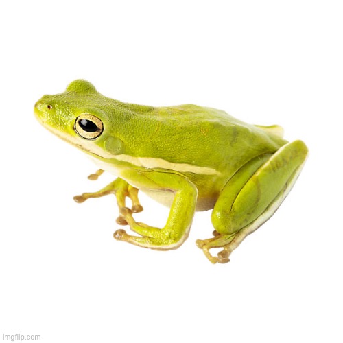 Frog | image tagged in frog | made w/ Imgflip meme maker