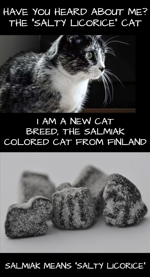You might not like licorice, but can't help wanting more of this cat | HAVE YOU HEARD ABOUT ME?
THE "SALTY LICORICE" CAT; I AM A NEW CAT BREED, THE SALMIAK COLORED CAT FROM FINLAND; SALMIAK MEANS "SALTY LICORICE" | image tagged in finland has all the good stuff,licorice is beautiful,stare at it all day,new cat breed | made w/ Imgflip meme maker