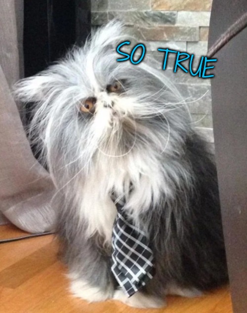 What the? | SO TRUE | image tagged in what the | made w/ Imgflip meme maker