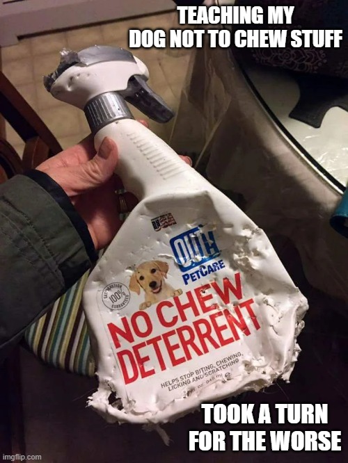 My dog training took a turn for the worse. | TEACHING MY DOG NOT TO CHEW STUFF; TOOK A TURN FOR THE WORSE | image tagged in cats and dogs,cats,dogs,funny,humor | made w/ Imgflip meme maker