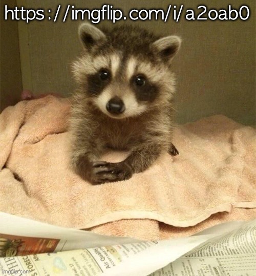 polite raccoon | https://imgflip.com/i/a2oab0 | image tagged in polite raccoon | made w/ Imgflip meme maker