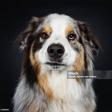Annoyed Shepherd Blank Meme Template