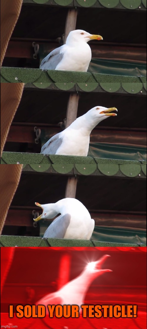 Inhaling Seagull | I SOLD YOUR TESTICLE! | image tagged in memes,inhaling seagull | made w/ Imgflip meme maker