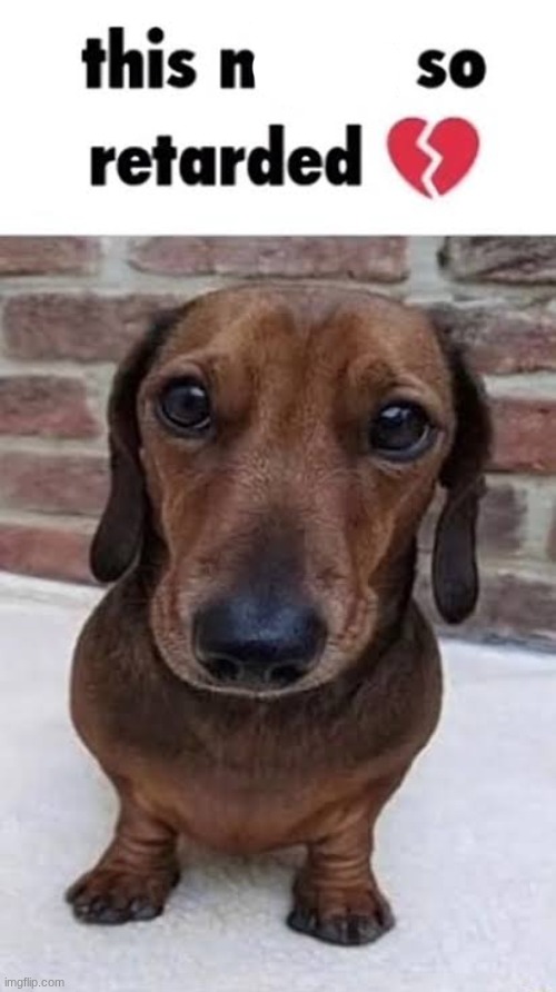 This nigga so retarded dog | image tagged in this nigga so retarded dog | made w/ Imgflip meme maker