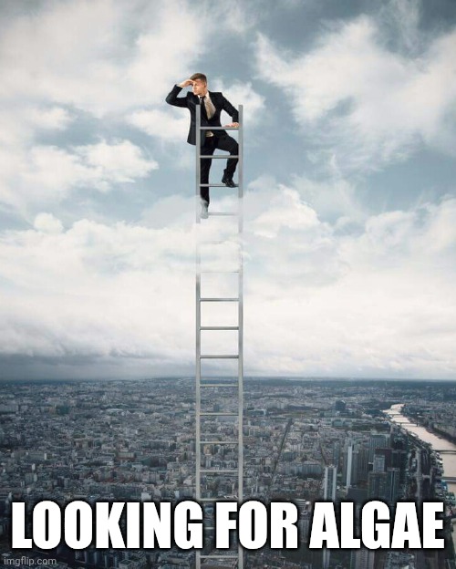 Ladder | LOOKING FOR ALGAE | image tagged in ladder | made w/ Imgflip meme maker