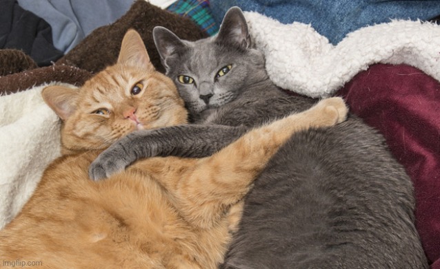 Two cats hugging | image tagged in two cats hugging | made w/ Imgflip meme maker