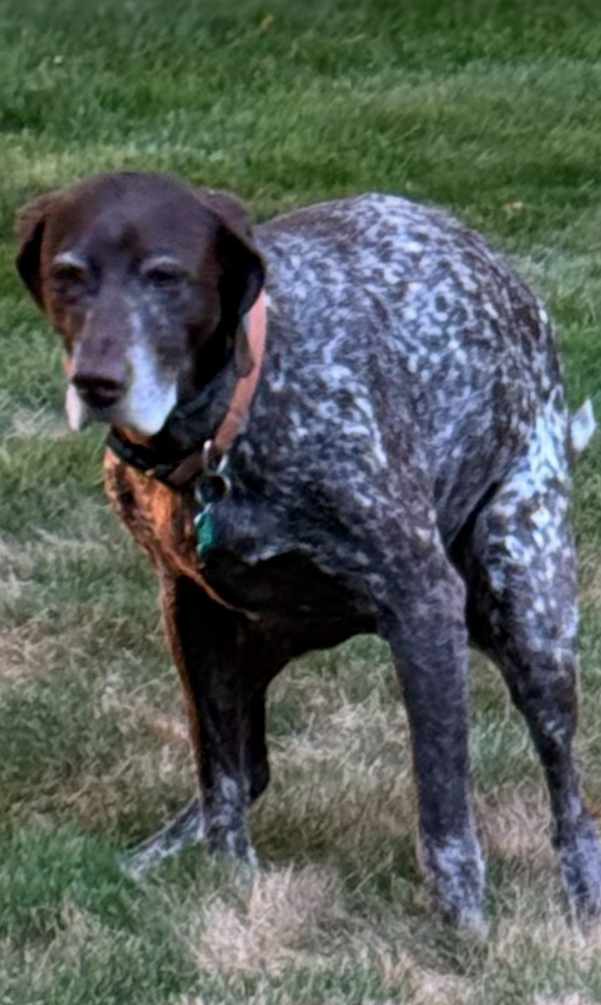 Dumping dog Blank Meme Template