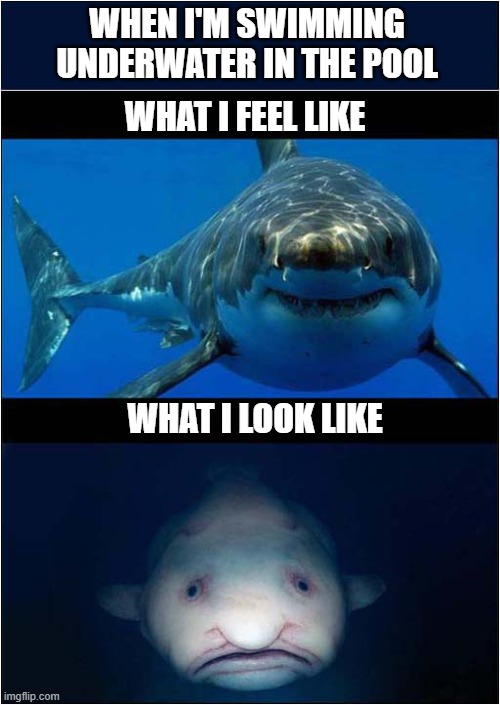 Expectation Vs Reality | WHEN I'M SWIMMING
UNDERWATER IN THE POOL; WHAT I FEEL LIKE; WHAT I LOOK LIKE | image tagged in swimming,underwater,sharks,expectation vs reality | made w/ Imgflip meme maker