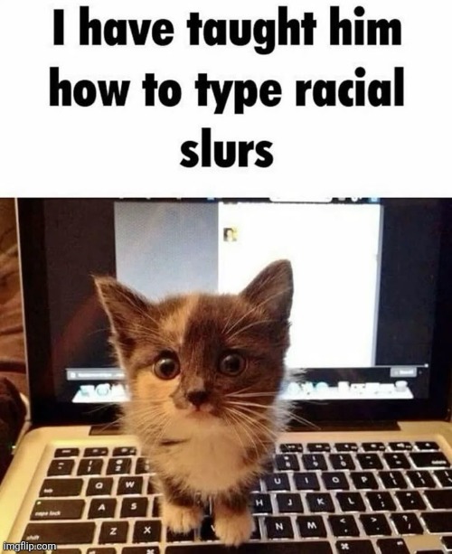 hi this is the cat posting | made w/ Imgflip meme maker