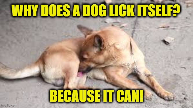 Human behavior explained | WHY DOES A DOG LICK ITSELF? BECAUSE IT CAN! | image tagged in human | made w/ Imgflip meme maker