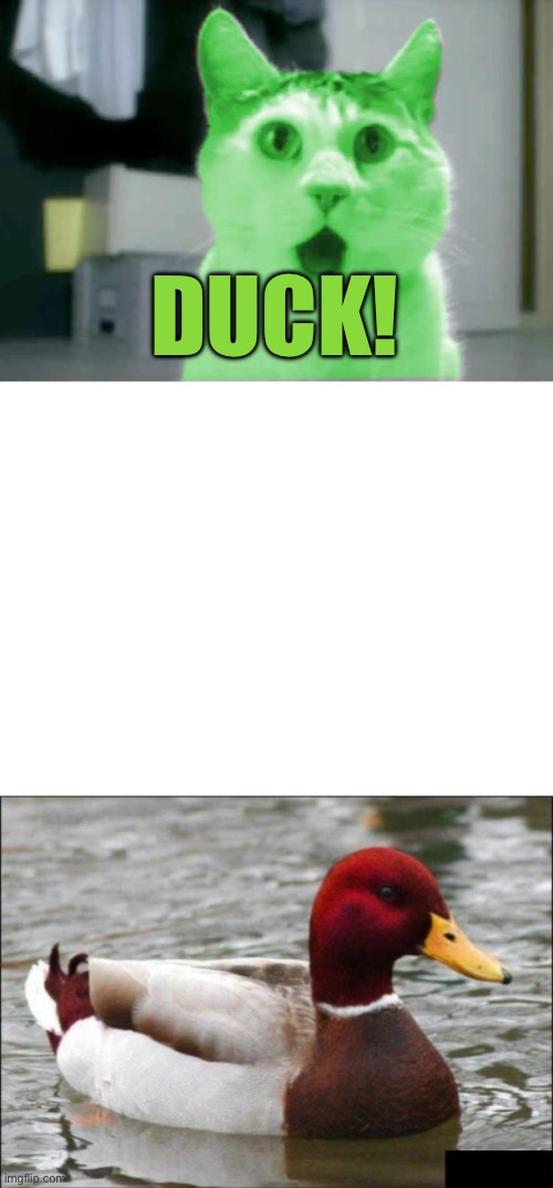 DUCK! | image tagged in omg raycat,blank white template,memes,malicious advice mallard | made w/ Imgflip meme maker