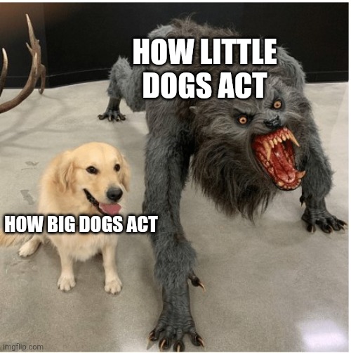 dog wolf | HOW LITTLE DOGS ACT; HOW BIG DOGS ACT | image tagged in dog wolf | made w/ Imgflip meme maker