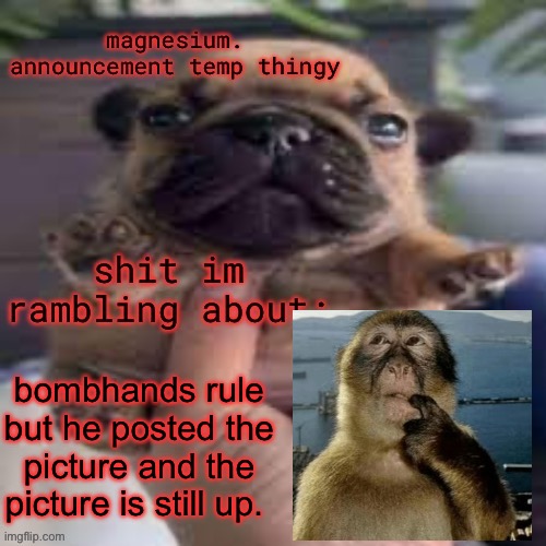 pug temp | bombhands rule but he posted the picture and the picture is still up. | image tagged in pug temp | made w/ Imgflip meme maker