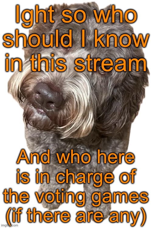Norther's dog | Ight so who should I know in this stream; And who here is in charge of the voting games (if there are any) | image tagged in norther's dog,sans of topic | made w/ Imgflip meme maker