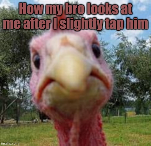 this is a funny title | How my bro looks at me after I slightly tap him | image tagged in turkey,turkeys,turkey day,roasted turkey,crazy lady turkey head,turkey bacon | made w/ Imgflip meme maker