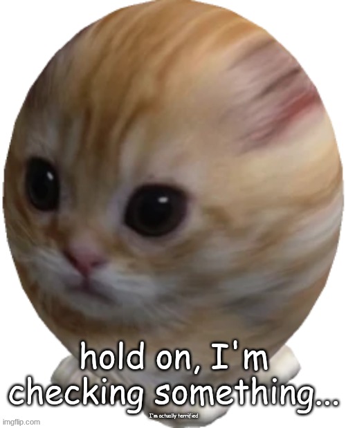 egg gatito | hold on, I'm checking something... I'm actually terrified | image tagged in egg gatito | made w/ Imgflip meme maker