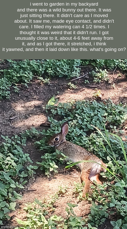 i went to garden in my backyard and there was a wild bunny out there. It was just sitting there. It didn't care as I moved about. It saw me, made eye contact, and didn't care. I filled my watering can 4 1/2 times. I thought it was weird that it didn't run. I got unusually close to it, about 4-6 feet away from it, and as I got there, it stretched, i think it yawned, and then it laid down like this. what's going on? | made w/ Imgflip meme maker