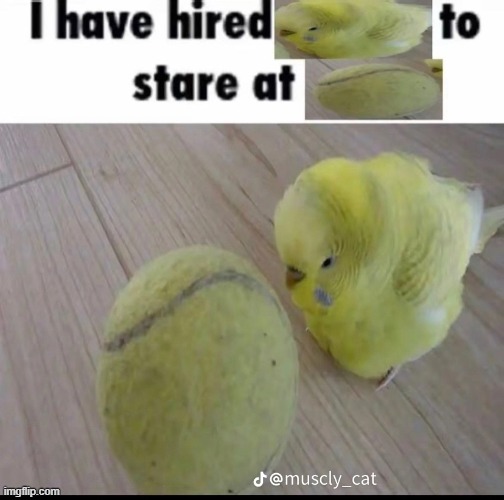 I have hired | image tagged in shitpost | made w/ Imgflip meme maker