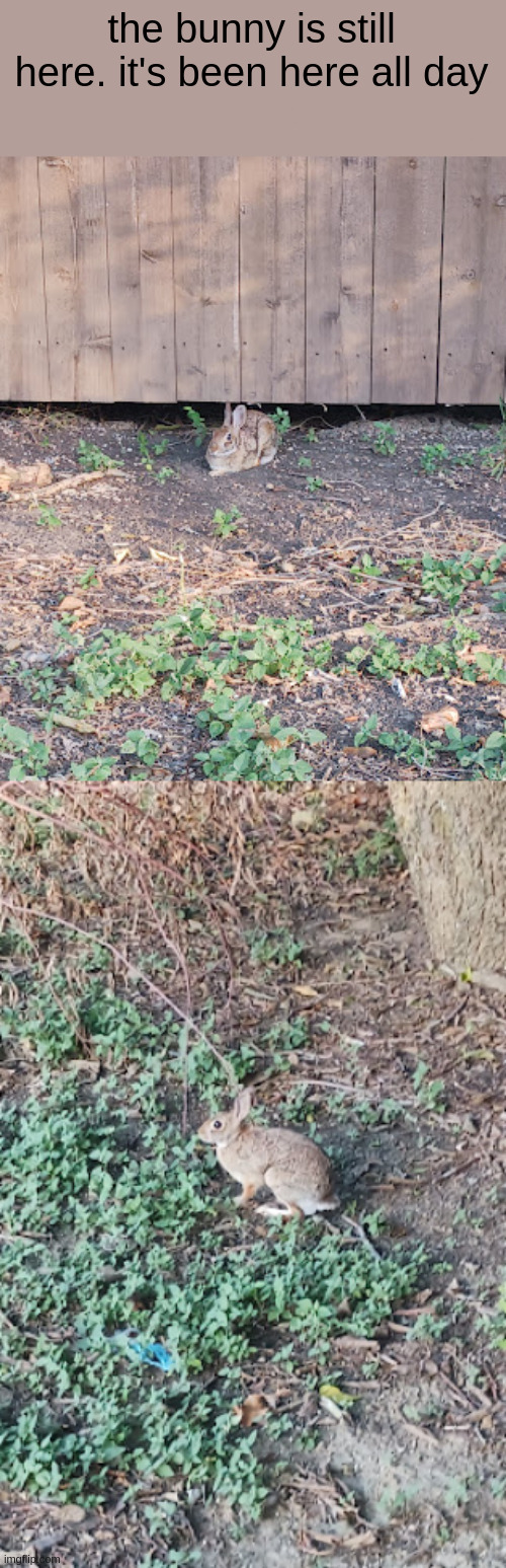 the bunny is still here. it's been here all day | made w/ Imgflip meme maker