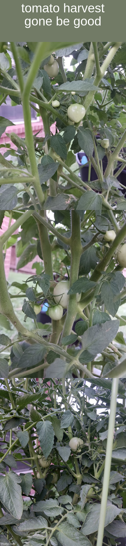 tomato harvest gone be good | made w/ Imgflip meme maker