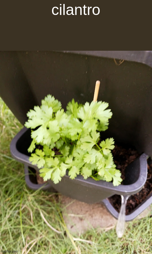 cilantro | made w/ Imgflip meme maker