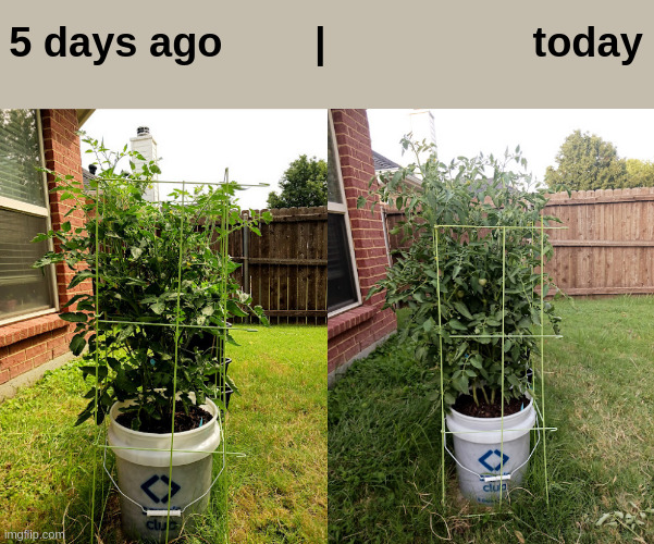 quite the  growth | 5 days ago        |                  today | made w/ Imgflip meme maker