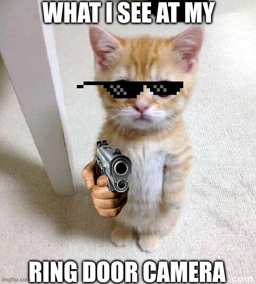 Cute Cat | WHAT I SEE AT MY; RING DOOR CAMERA | image tagged in memes,cute cat,what,funny,how,why is the fbi here | made w/ Imgflip meme maker