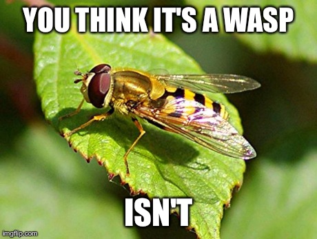 YOU THINK IT'S A WASP ISN'T | image tagged in good guy hoverfly | made w/ Imgflip meme maker