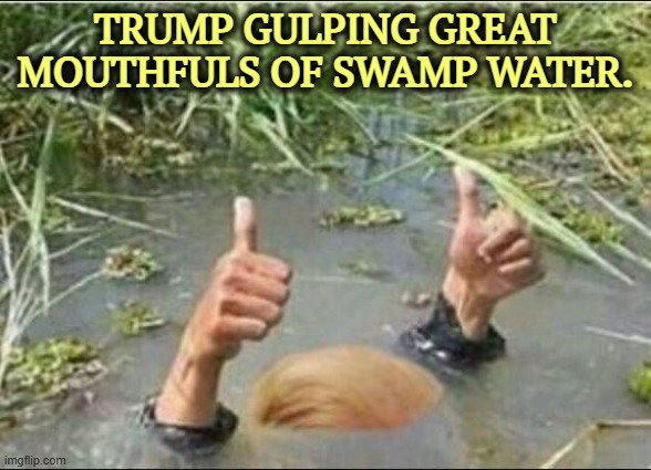 Drain what swamp? Where? Somebody show me a swamp. It's a hoax. There's no swamp. It's rigged. It's a fake swamp. | TRUMP GULPING GREAT MOUTHFULS OF SWAMP WATER. | image tagged in trump swamp creature,trump,drain the swamp,hypocrisy,jeffrey epstein,ghislaine maxwell | made w/ Imgflip meme maker