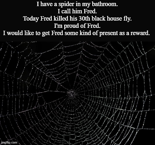 Fred | I have a spider in my bathroom.
I call him Fred.
Today Fred killed his 30th black house fly.
I'm proud of Fred.
I would like to get Fred some kind of present as a reward. | image tagged in spider web | made w/ Imgflip meme maker