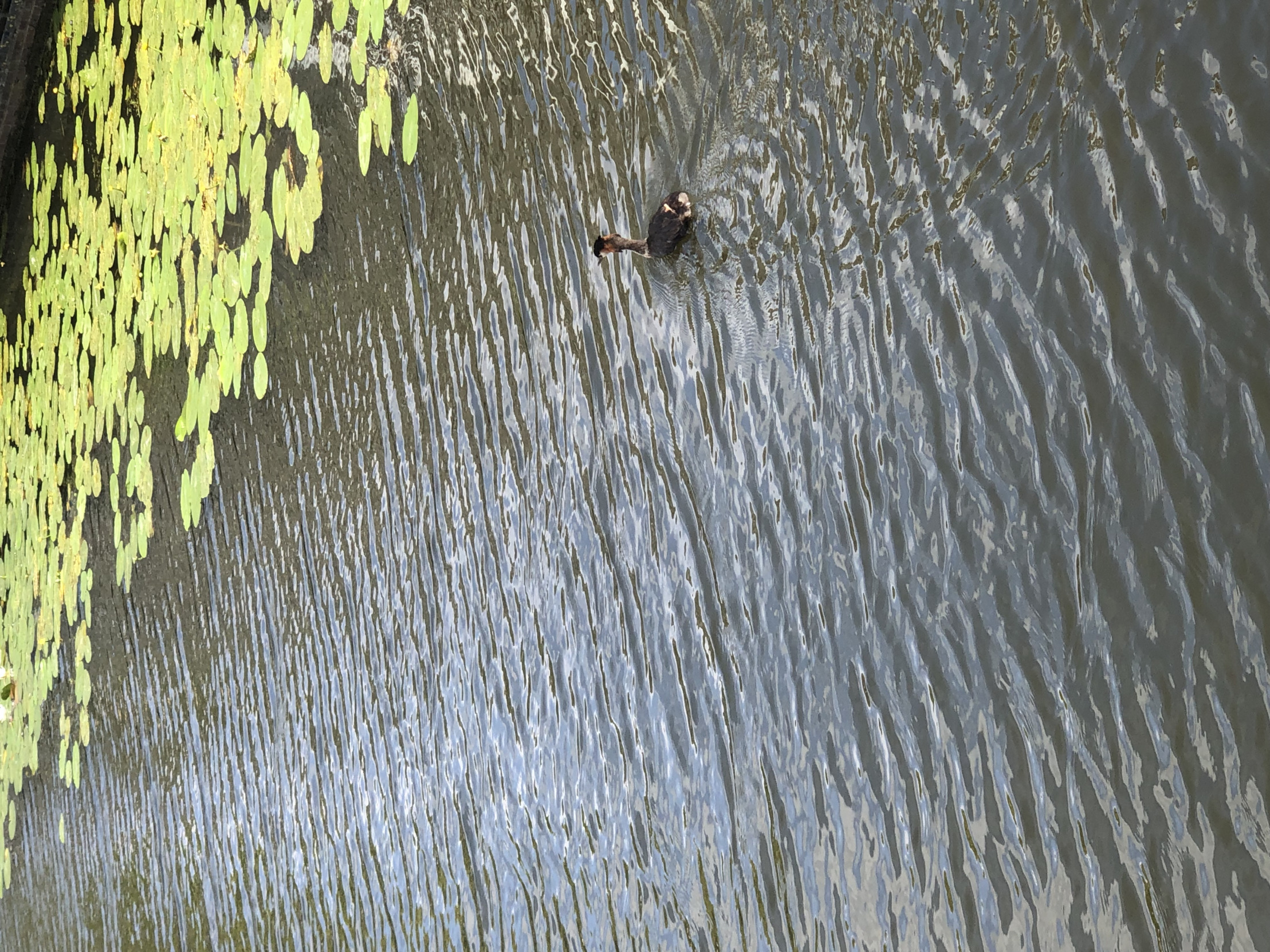 Duck Blank Meme Template