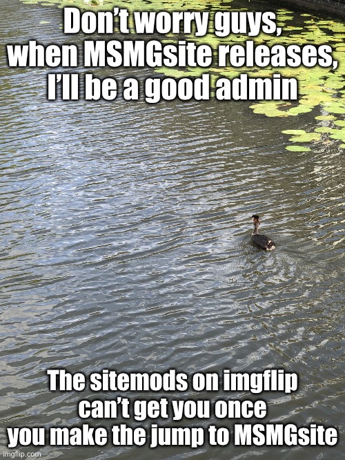 Duck | Don’t worry guys, when MSMGsite releases, I’ll be a good admin; The sitemods on imgflip can’t get you once you make the jump to MSMGsite | image tagged in duck | made w/ Imgflip meme maker