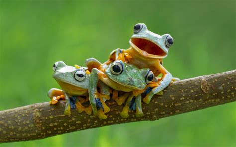 Frogs Blank Meme Template