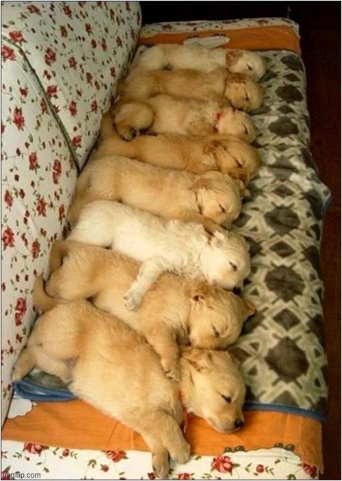 Nap Time | image tagged in dogs,puppies,nap time | made w/ Imgflip meme maker