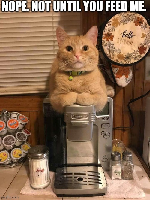 Nope. Not Until You Feed Me. | NOPE. NOT UNTIL YOU FEED ME. | image tagged in chris joines | made w/ Imgflip meme maker