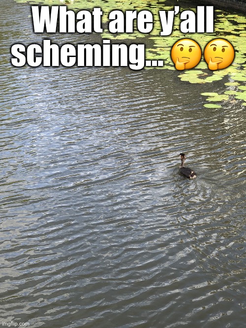 Duck | What are y’all scheming… 🤔🤔 | image tagged in duck | made w/ Imgflip meme maker
