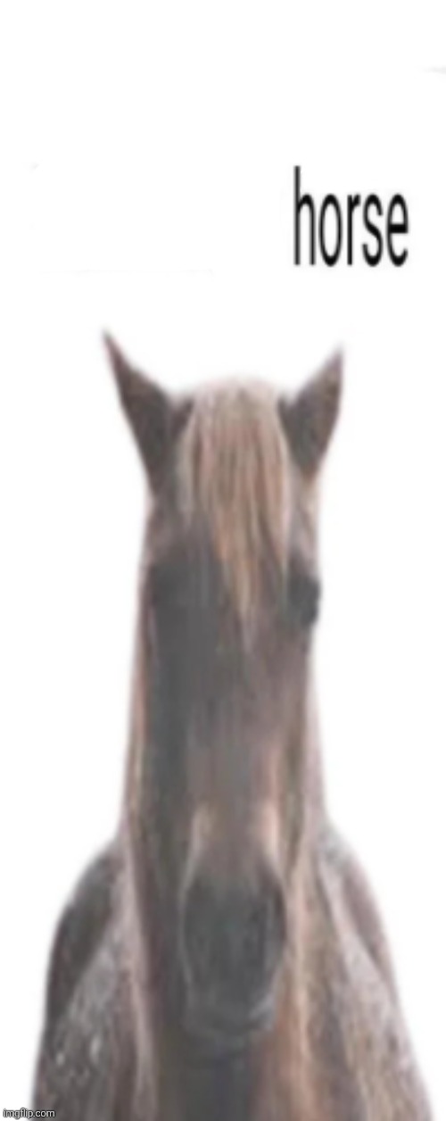 evil and intimidating horse | image tagged in evil and intimidating horse | made w/ Imgflip meme maker