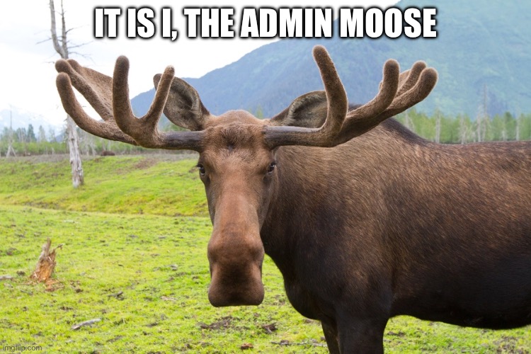 IT IS I, THE ADMIN MOOSE | image tagged in moose face | made w/ Imgflip meme maker