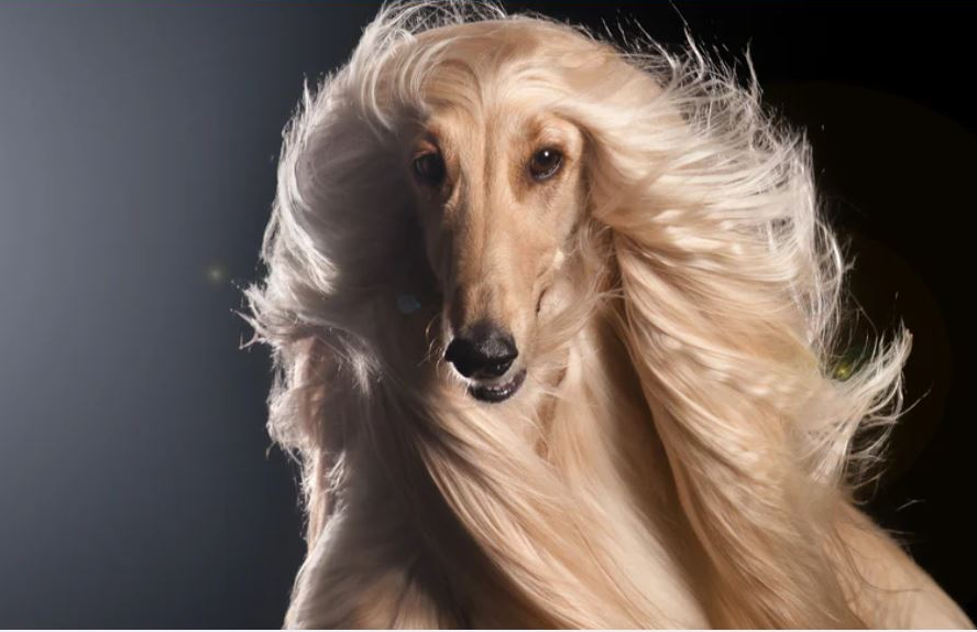 Dog Hair Blank Meme Template