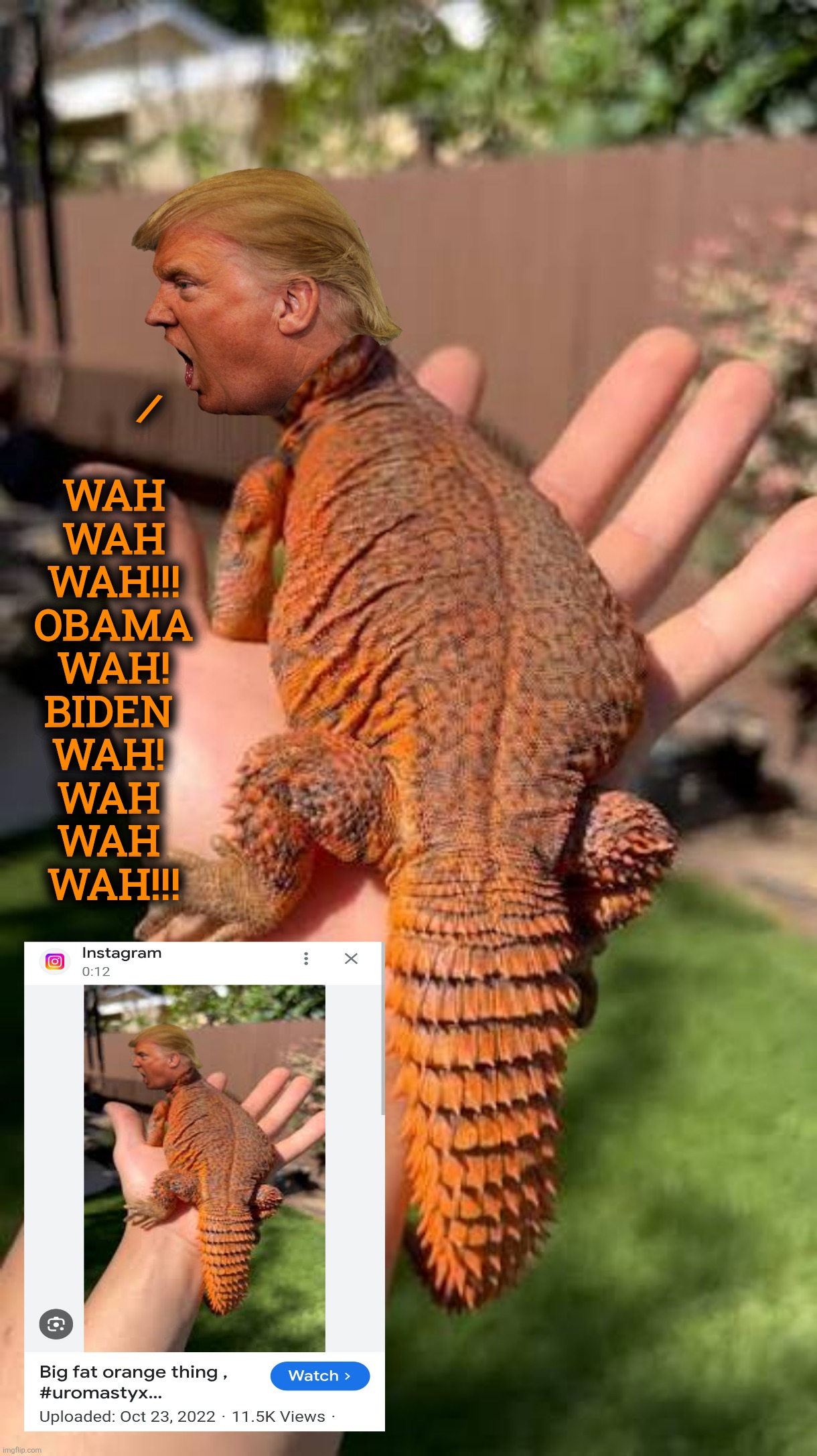 Salamander- N-Thief | /; WAH WAH WAH!!! OBAMA WAH! BIDEN 
WAH! 
WAH 
WAH 
WAH!!! | image tagged in jefthehobo,i bring the funny,maga must go,trump is a traitor | made w/ Imgflip meme maker