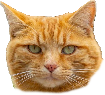 Cat face Blank Meme Template