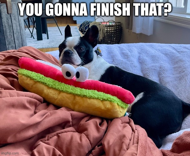 Moj the Doge | YOU GONNA FINISH THAT? | image tagged in dog,cute dog,funny,hot dog | made w/ Imgflip meme maker
